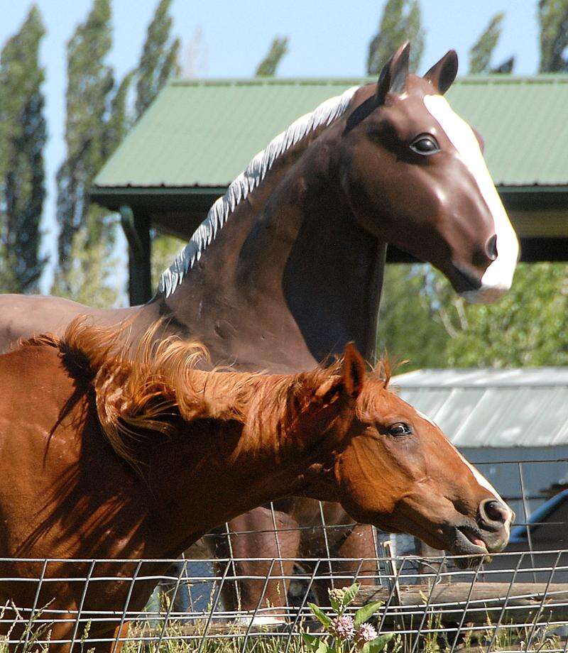 Horse equipment hot sale for sale