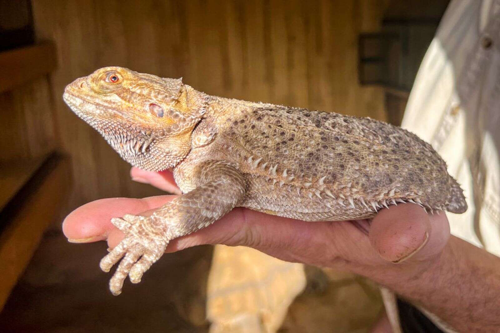 Are Bearded Dragons Good Pets? - SB Magazine