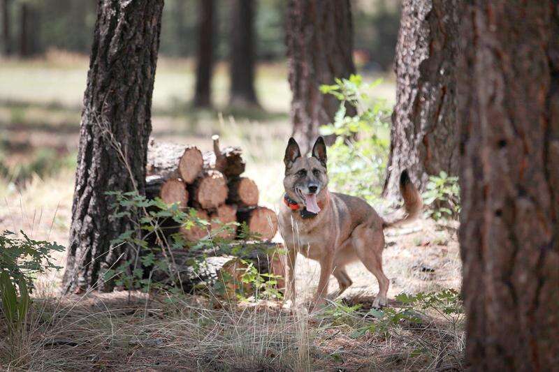 how are cadaver dogs trained