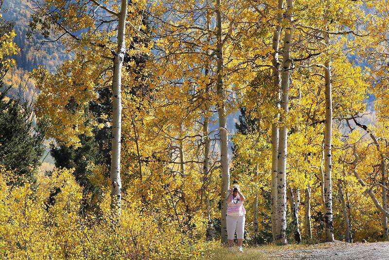 $22 million worth of trees are coming to Colorado – The Durango Herald