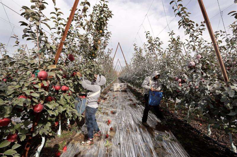 Honeycrisp - Washington Apples