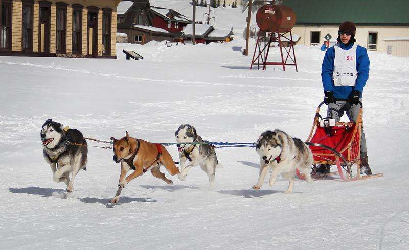 Mushing set discount