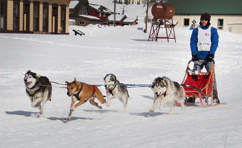 how many dogs make up a sled team