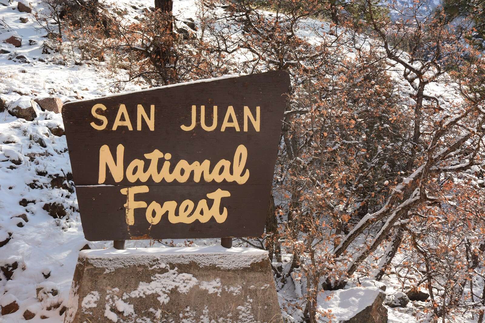 are dogs allowed in the san juan national forest