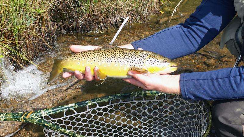 Fly fishing Colorado's remote Conejos River – The Durango Herald