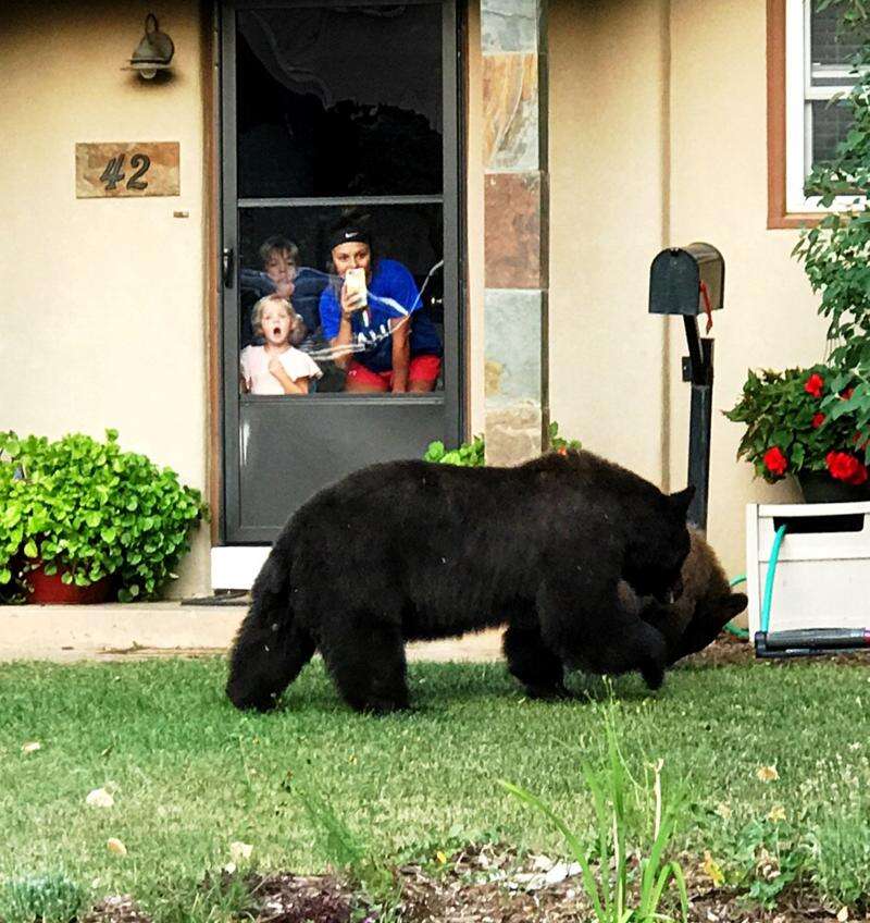 Photo: Front-row seats to the bear show – The Durango Herald