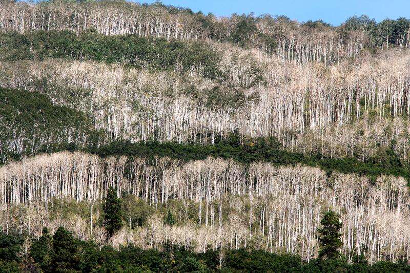 Common Insects & Diseases of Aspen, Colorado State Forest Service