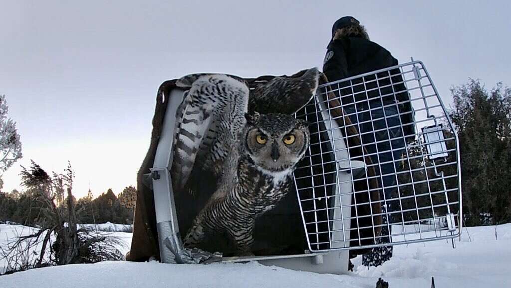 Wildlife Wednesday: Great-horned Owls