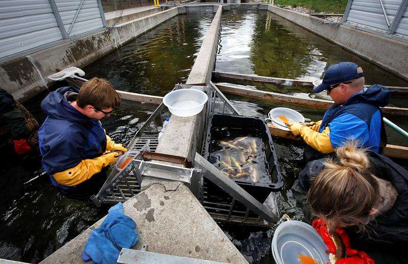 Durango Fish Hatchery rebounds after nerve-wracking drought year