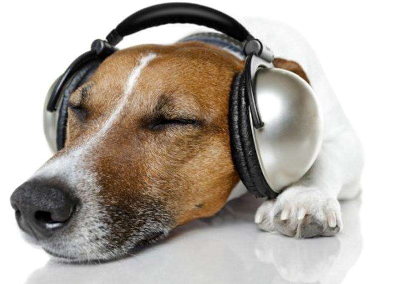 Music helps dogs chill out The Durango Herald