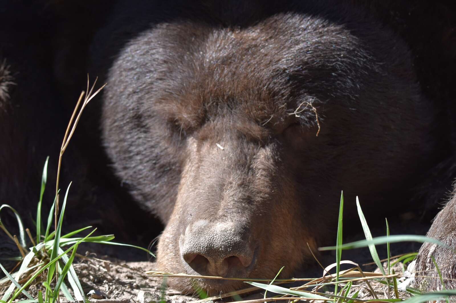 Wildlife officials remove 400-pound black bear napping under a deck in  Durango – The Durango Herald