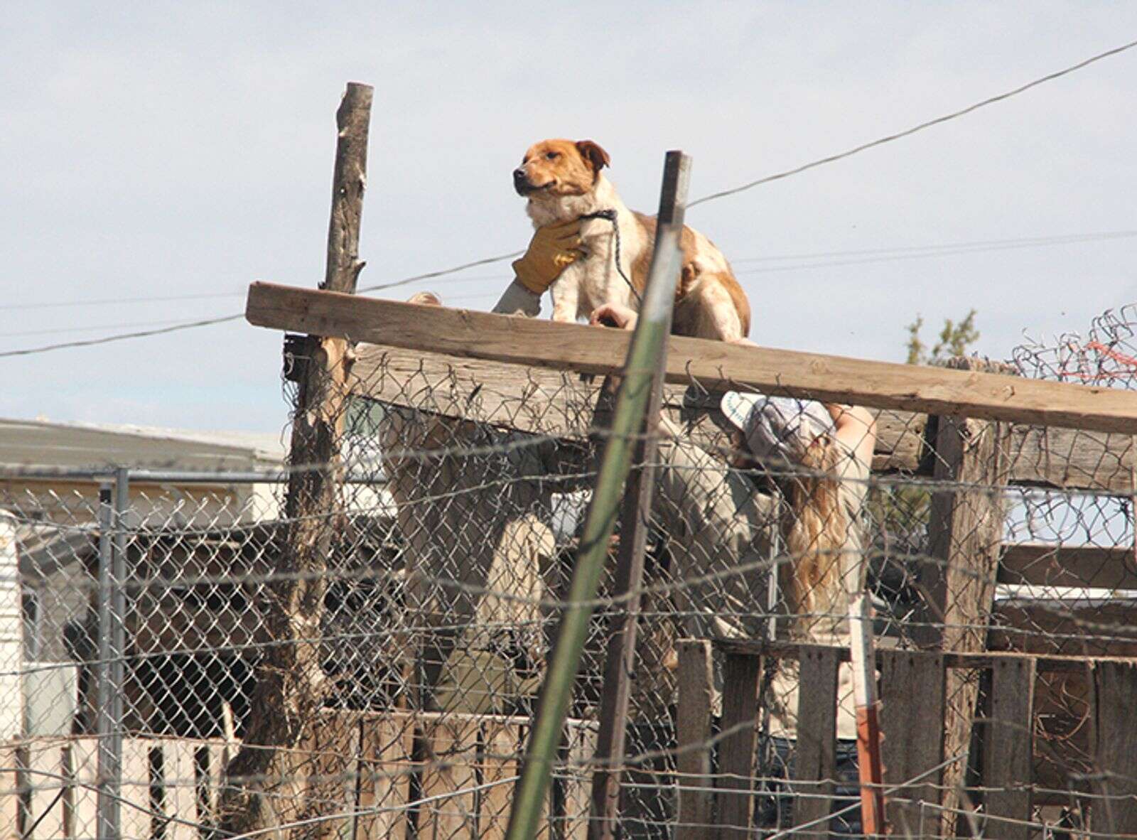 are dogs considered property in colorado