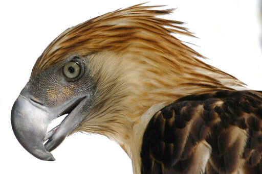 Andean Condor vs Harpy Eagle: See Who Wins