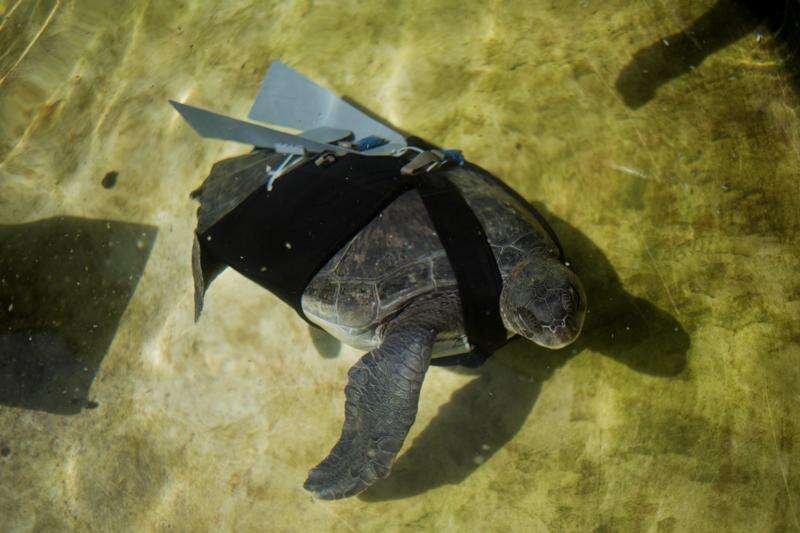 Green sea turtle Finn injured by fishing line