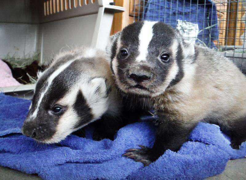 baby badger