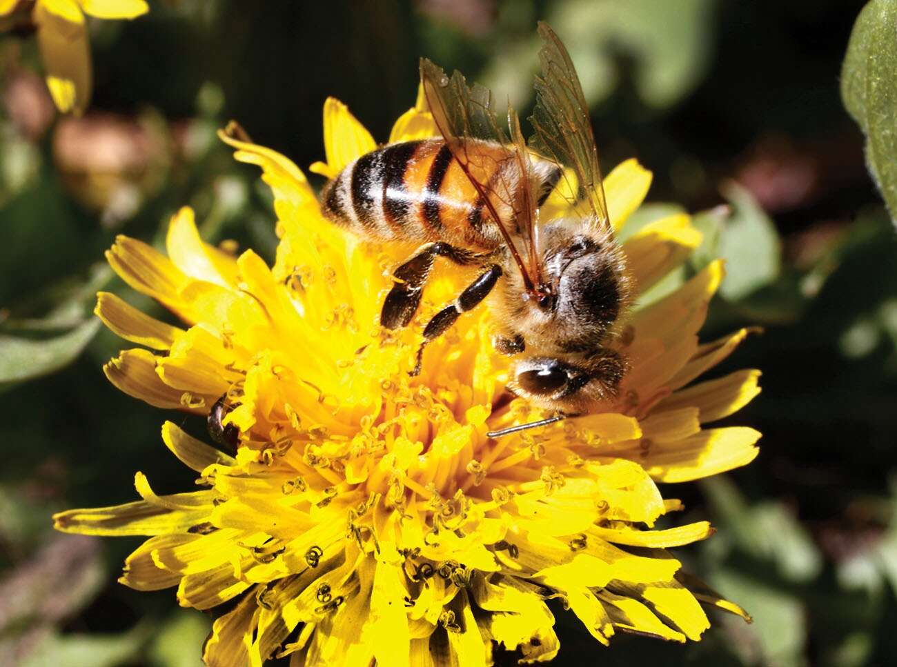 Alachua County beekeepers struggle against mites