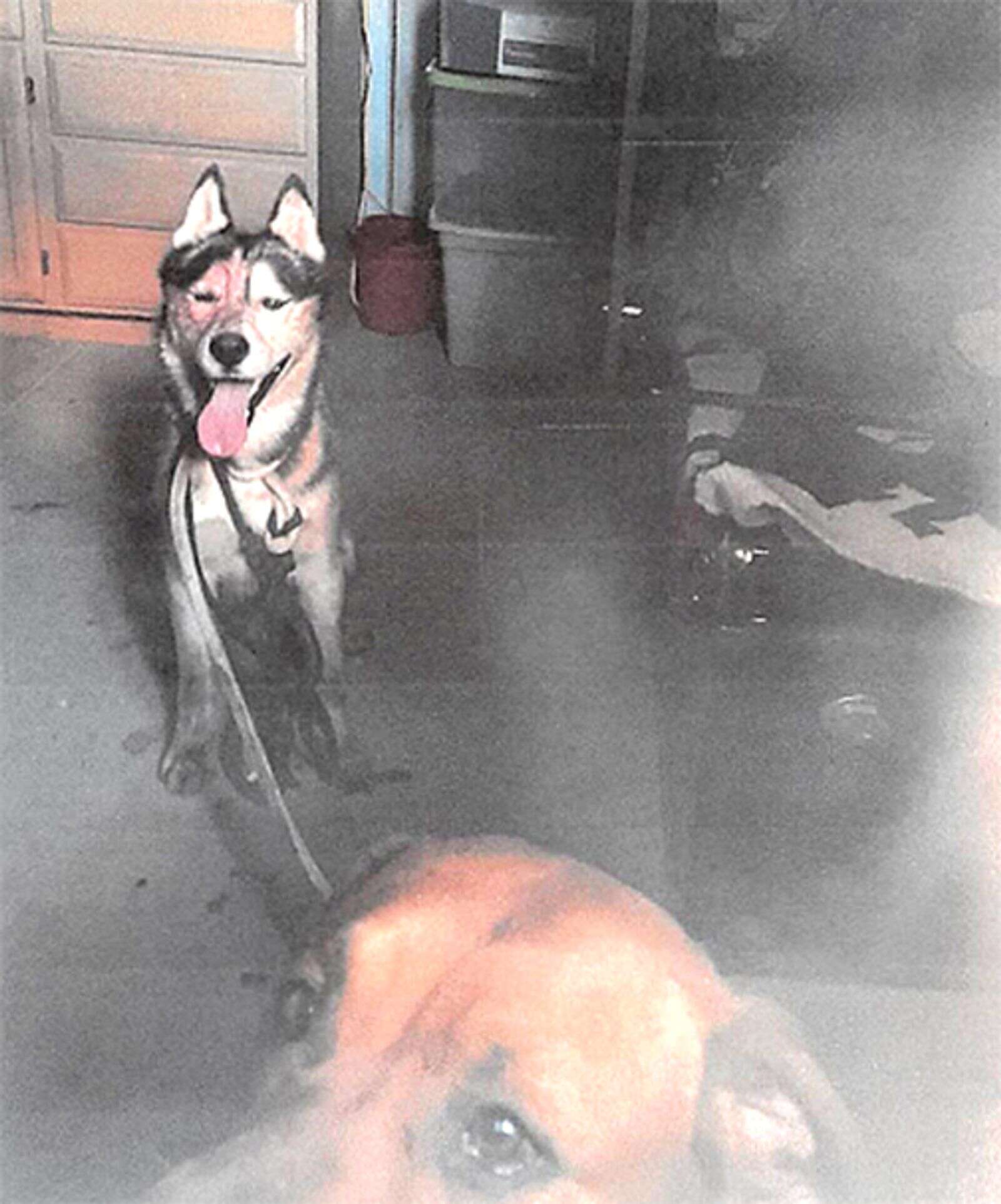What kills dogs hotsell