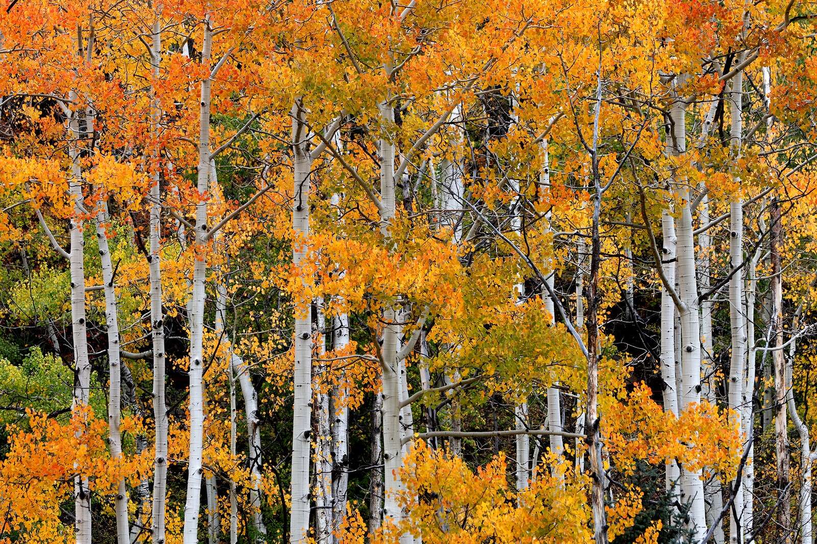 $22 million worth of trees are coming to Colorado – The Durango Herald