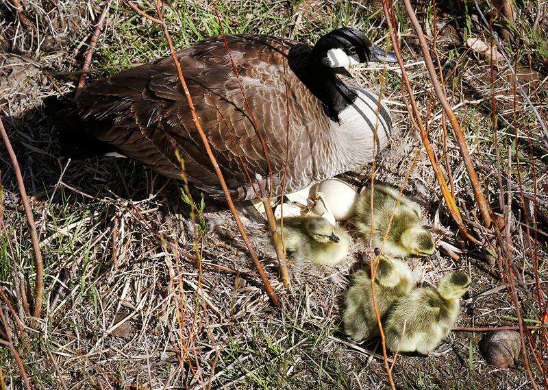 Canada goose 1455 mountain ave deals elementary
