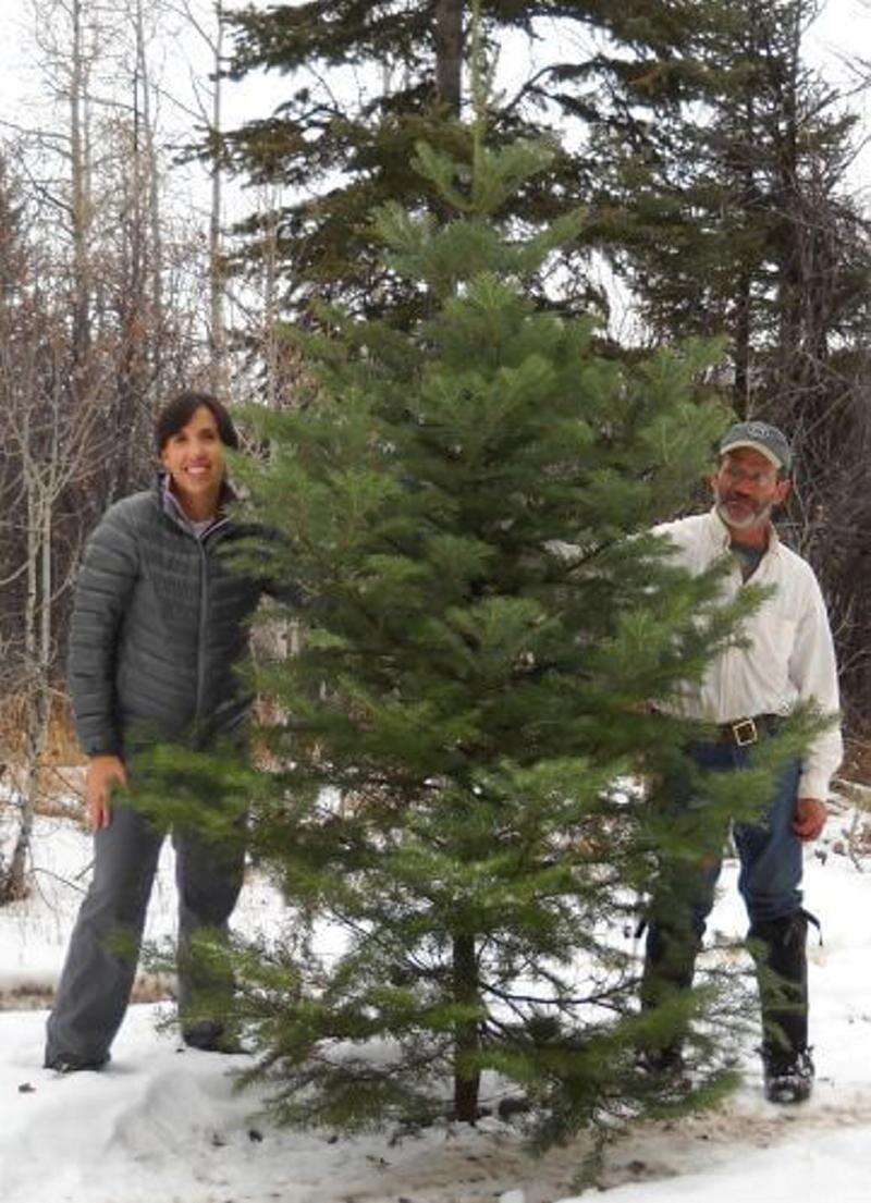 Christmas tree cutting clearance near me