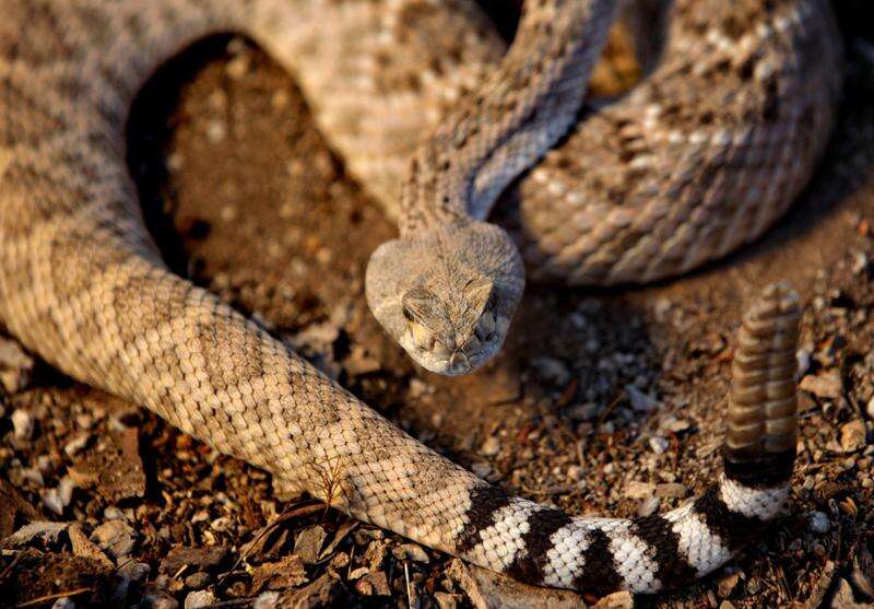 snake fossils