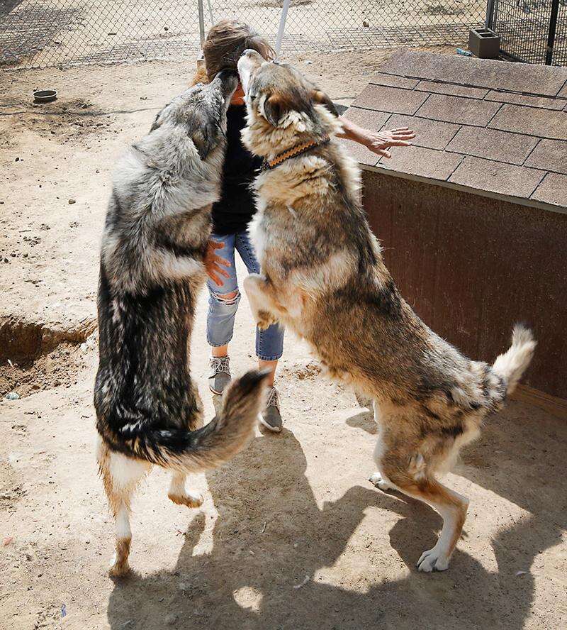 4 Corners Wolf Dog Rescue and Sanctuary The Durango Herald