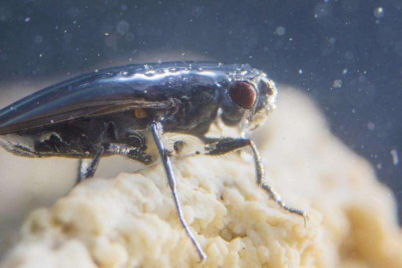 How these spiders use bubbles to live underwater