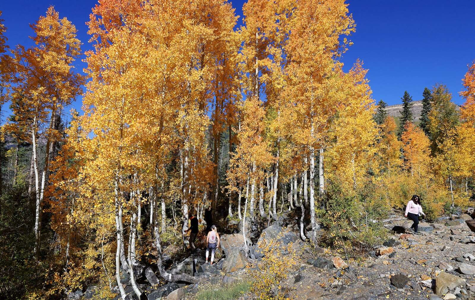 $22 million worth of trees are coming to Colorado – The Durango Herald