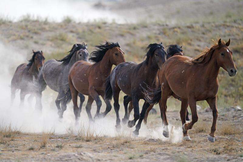 Wild Horse and Burro  Bureau of Land Management