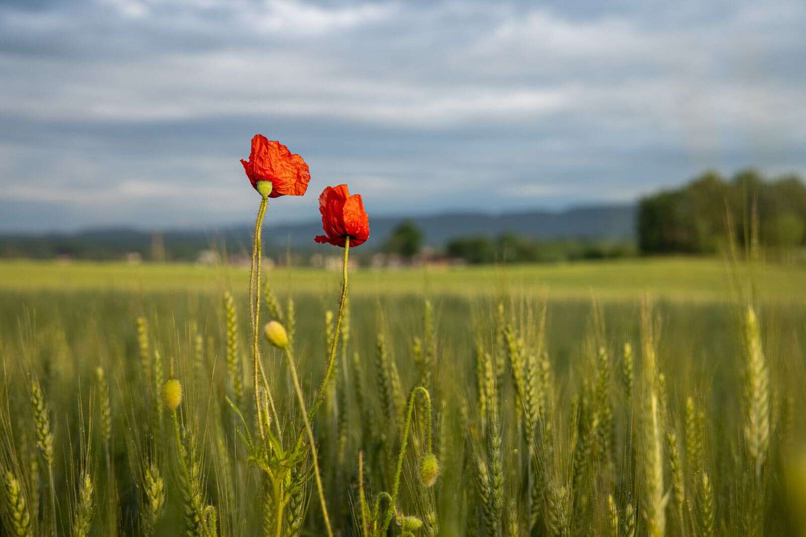 Flanders Field Poppy