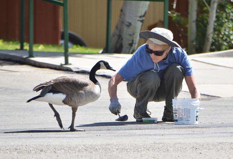 Canada goose shop vs feathered friends