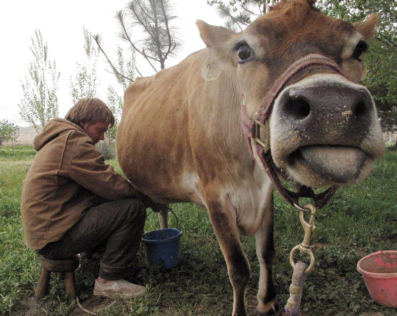 chocolate milk cows