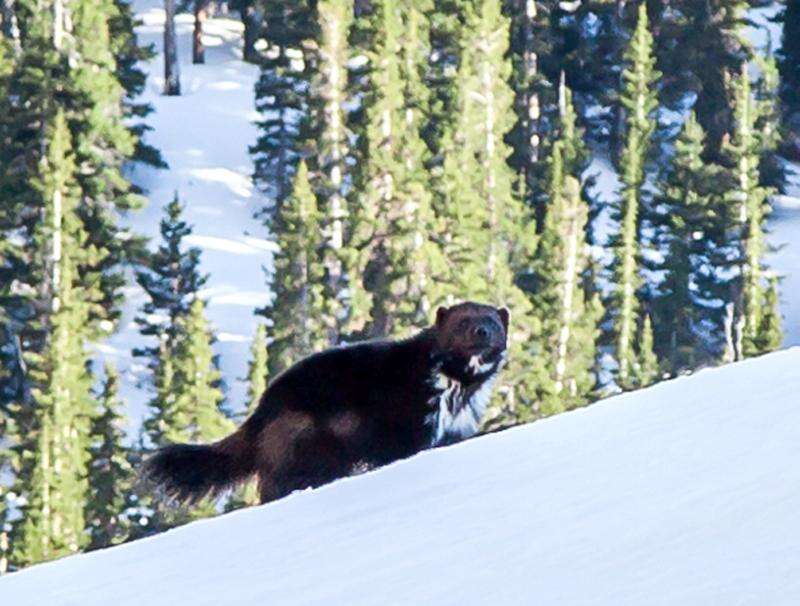 Wolverines are discovered in unexpected corners The Durango Herald