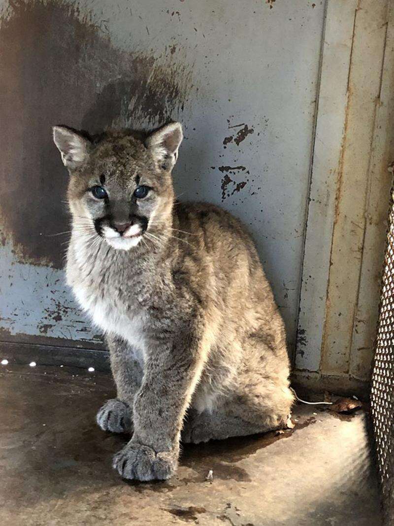 young mountain lion
