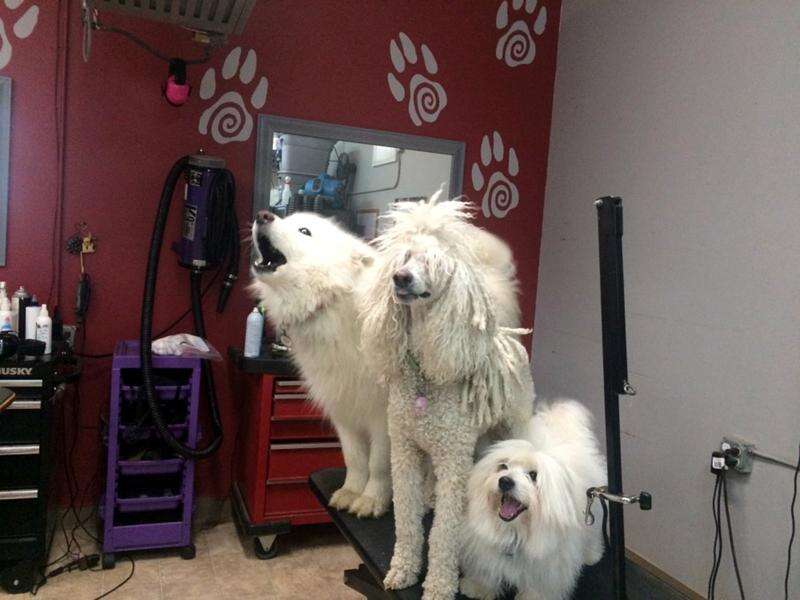 Pawsh Pet Salon to continue offering grooming services The