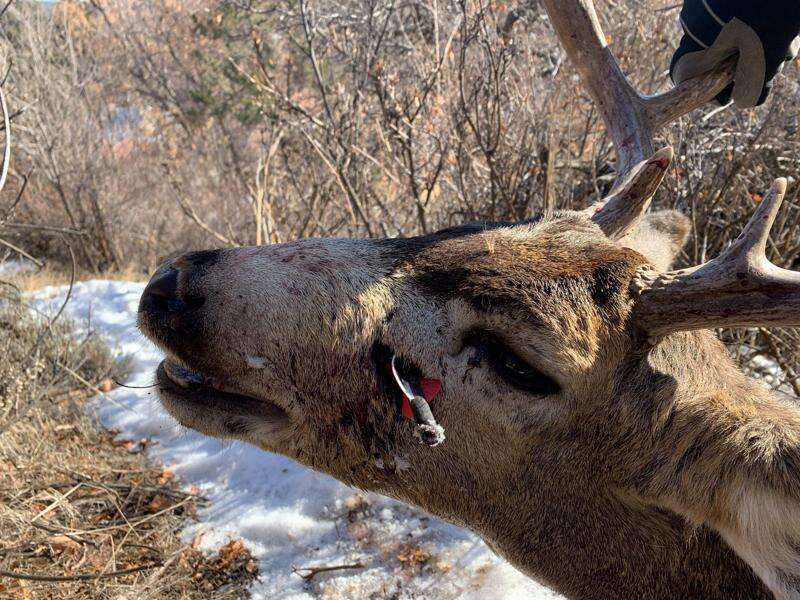 Deer nose discount