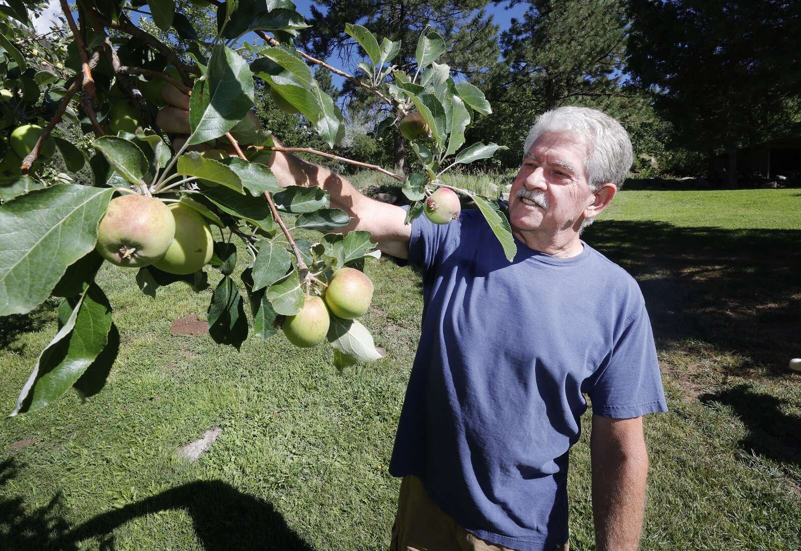 MacIntosh Red – Montezuma Orchard Restoration Project