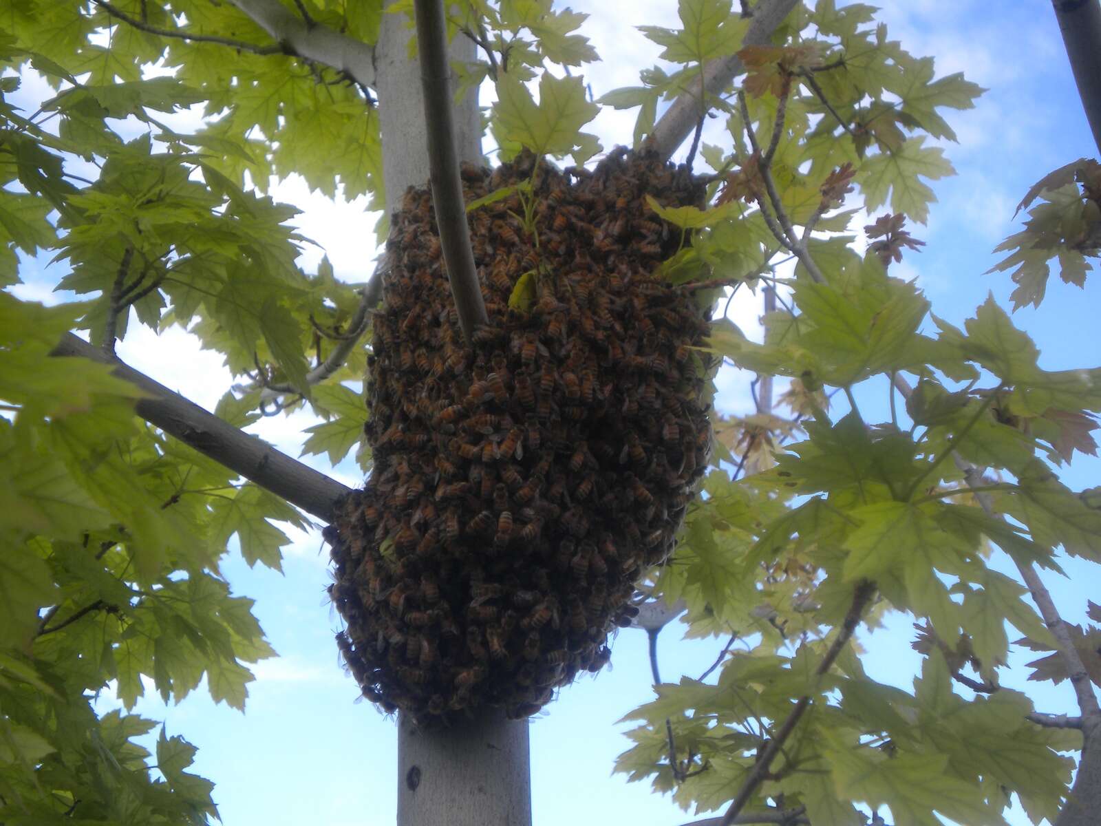 How to start beekeeping: four female beekeepers share their