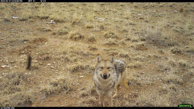 US wildlife managers capture wandering Mexican wolf, attempt