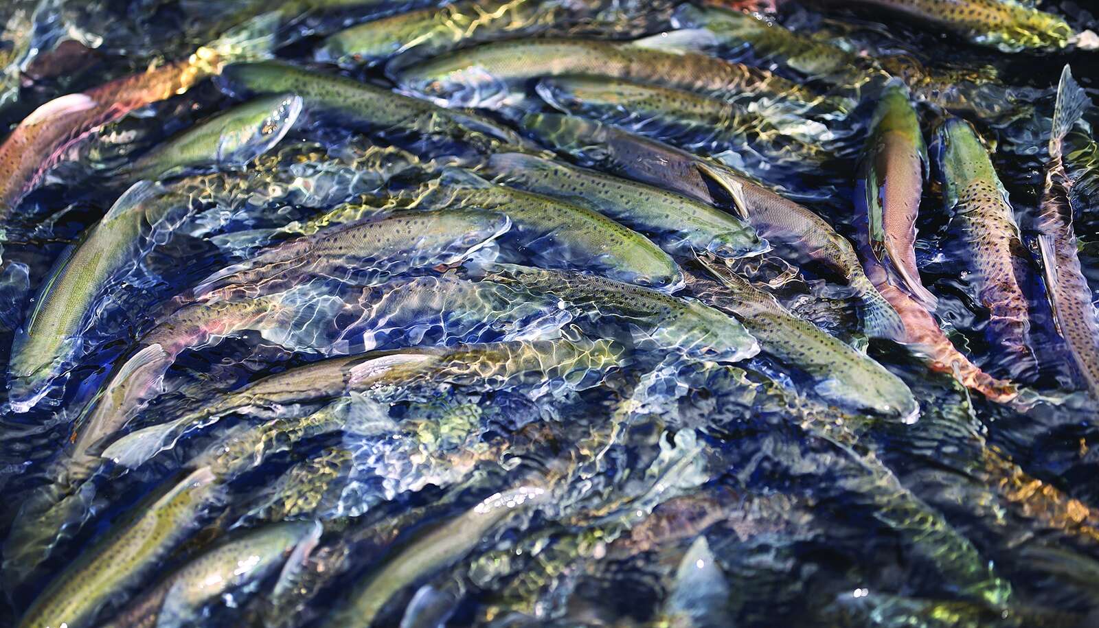 Kokanee in Colorado 