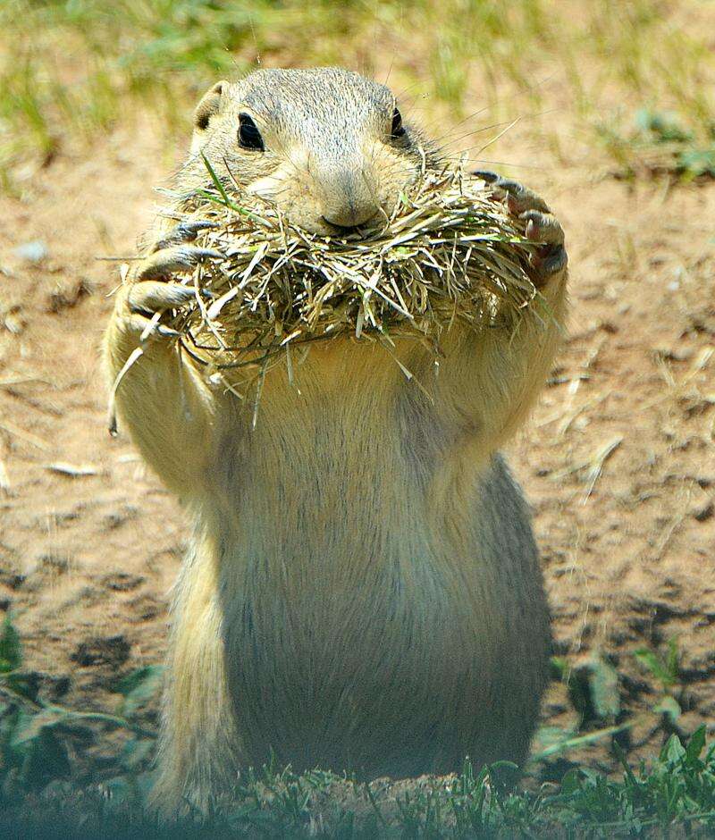 do prairie dogs have the plague