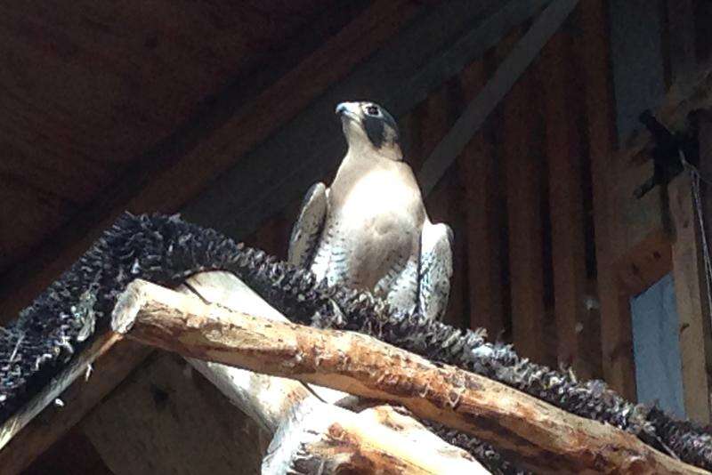 The Massachusetts Birds of Prey Rehab Facility: Offering a second