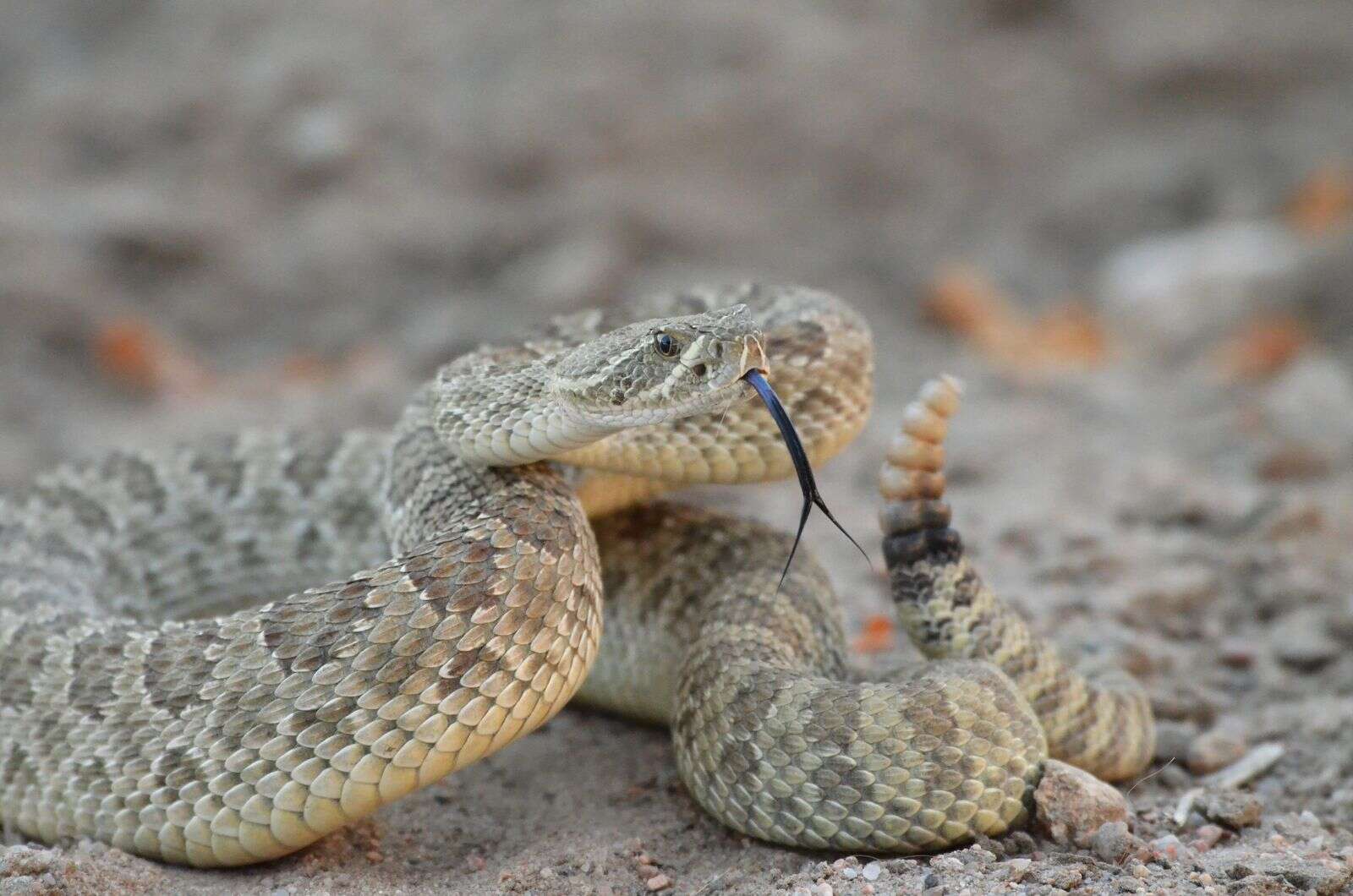 can a rattlesnake kill a dog