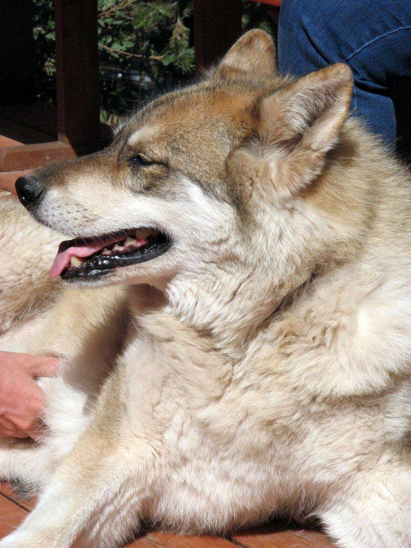Wolfwood kennels new arrivals
