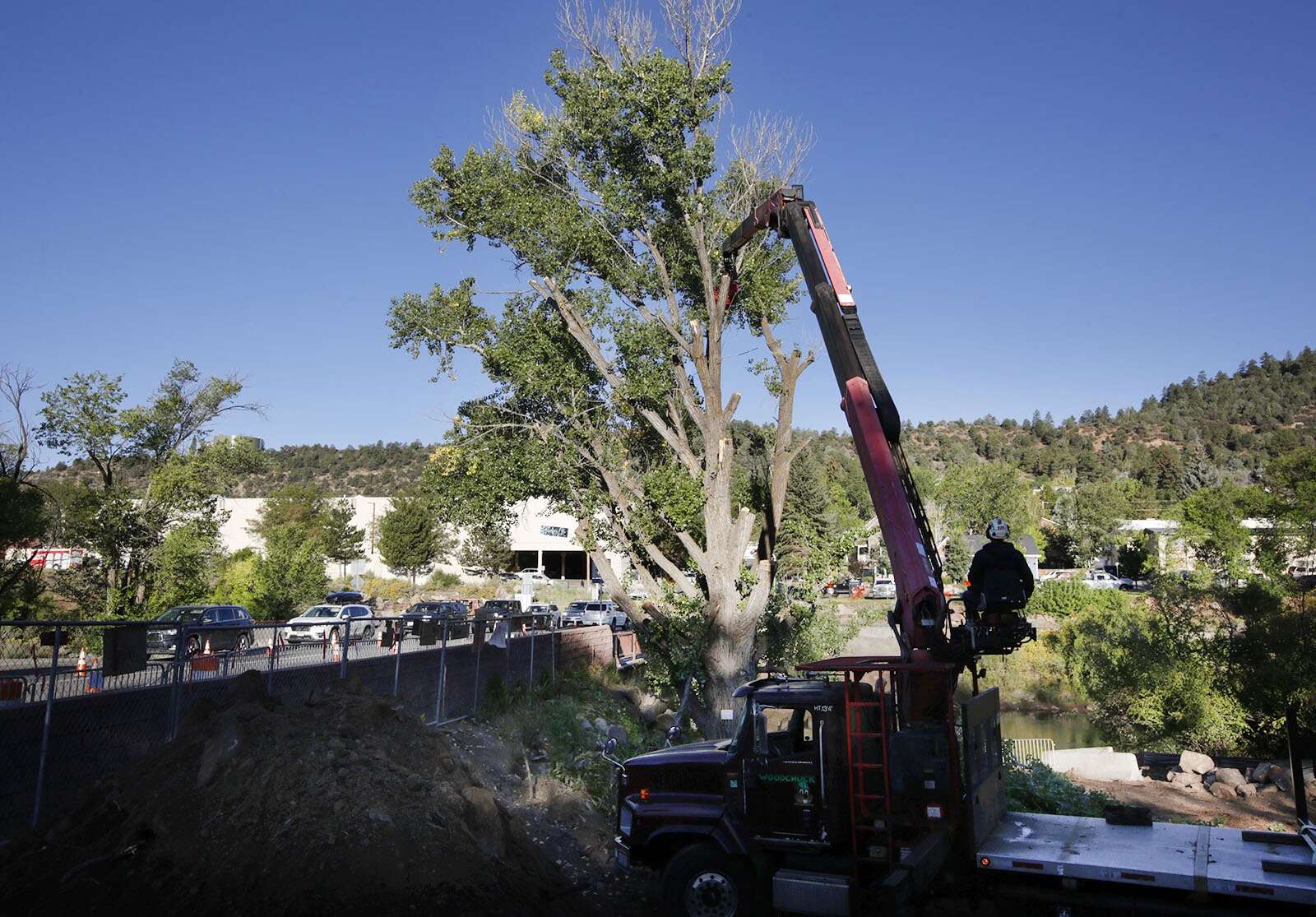 $22 million worth of trees are coming to Colorado – The Durango Herald