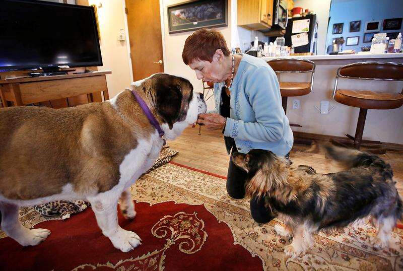 Training a dog to detect sale low blood sugar