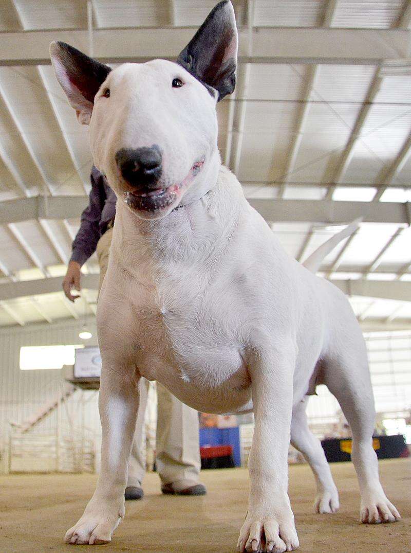 Nike cortez bull terrier store