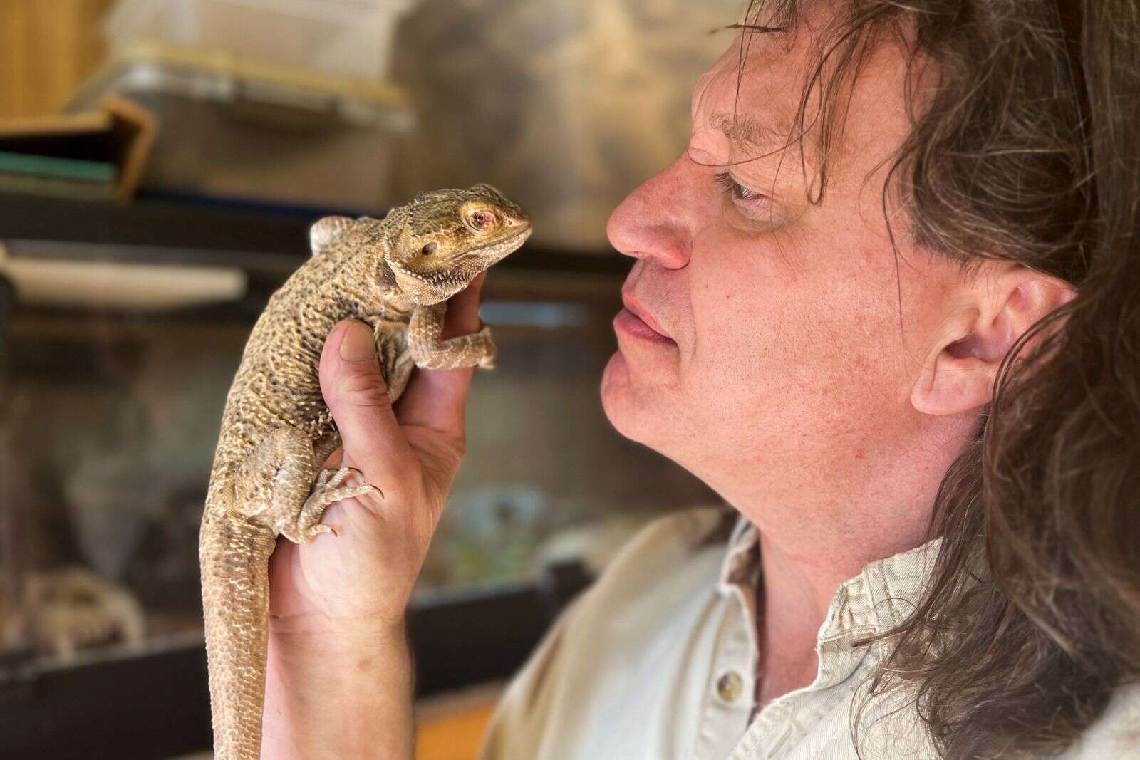Bearded dragon sitter hotsell