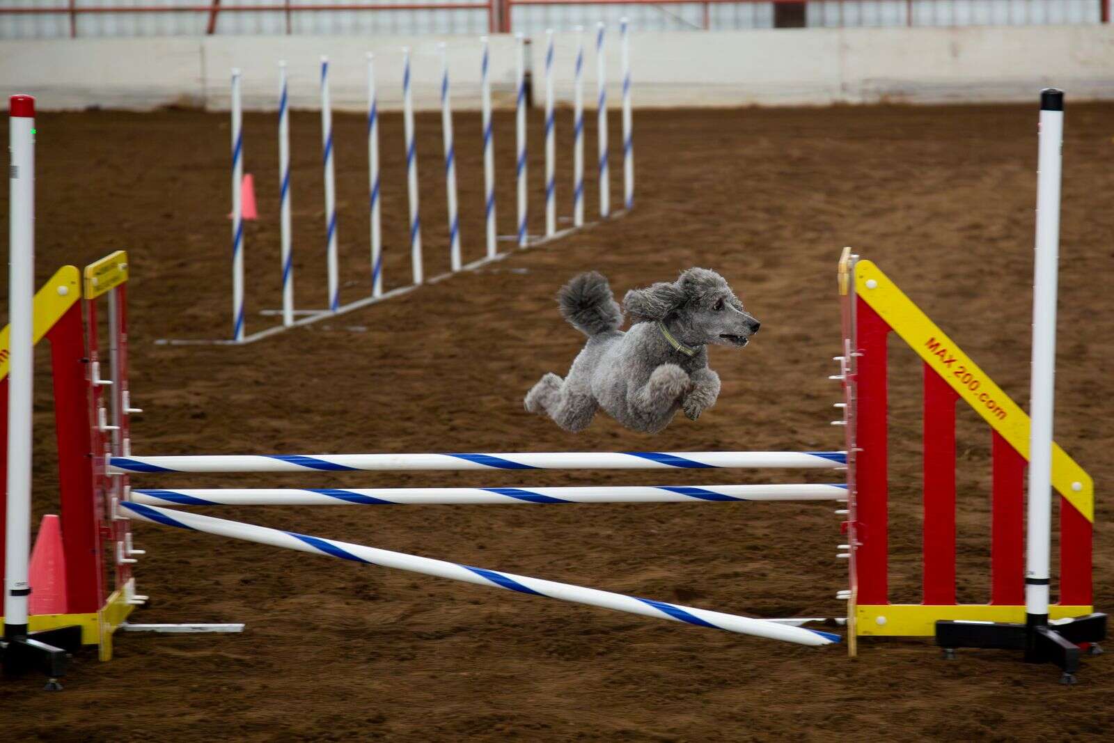 Tri county cheap obedience dog club