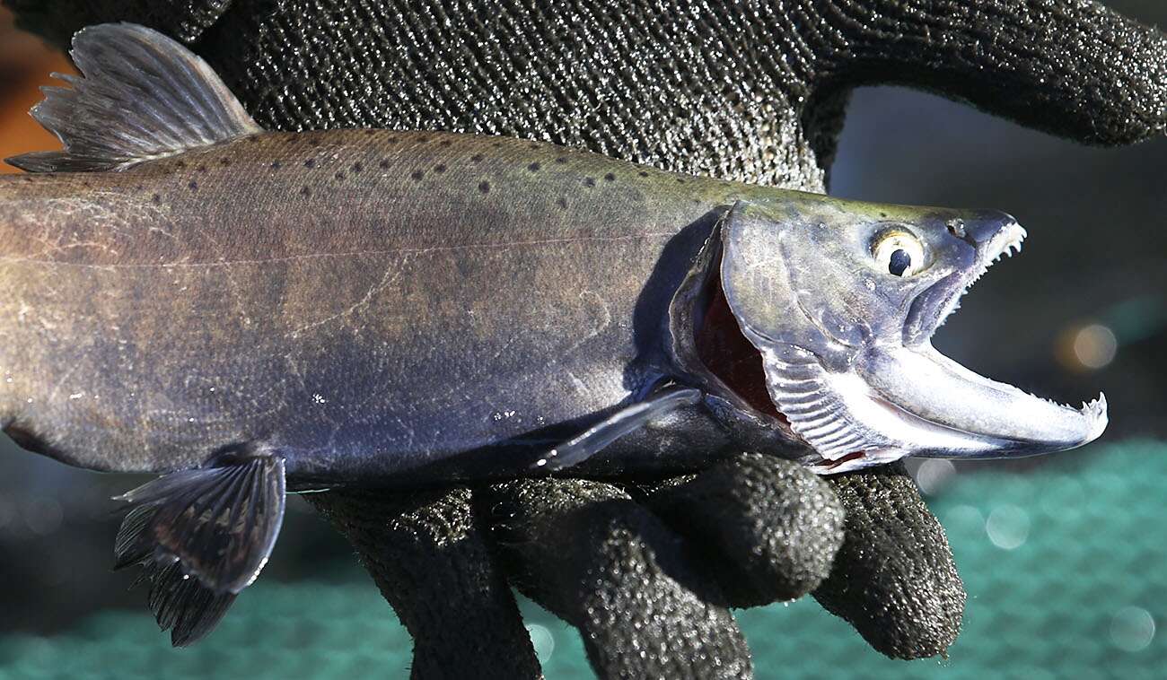 Colorado Parks and Wildlife sees banner year for kokanee spawn